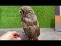 フクロウの赤ちゃん成長記録57日目【スピックスコノハズク】