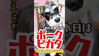 【シュナウザー】絶品ポークピカタ！めんま本日の激ウマ手作り犬ごはん！【しゃべる犬】#シュナウザー#めんまのへや#わんこごはん