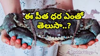 ఈ పీత ధర ఎంతో తెలుసా...? ఇంత పెద్ద పీత ఎప్పుడైనా చూసారా...?