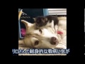 【感動実話】まさに息絶えようとしてた子猫を必至で面倒見るハスキー犬