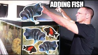 The ULTIMATE African Cichlid Aquarium GETS EVEN BETTER!! with The king of DIY - ADayWithT