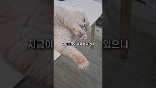 사고나서 후회한 고양이 용품