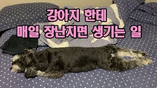 강아지에게 매일 장난치면 생기는 일