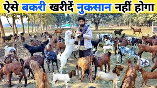 बकरी खरीदने से पहले यह जानकारी होनी चाहिए | Bakri kaha se kharide | Goat for sale