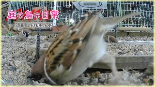 【庭の鳥の日常】(24,12,02) もう１２月か・・・