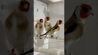 Major Goldfinches | Goldfinch Bird | Aviary Birds | Visiting Daoud Kasouh, DK