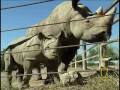 saving the black rhino national geographic