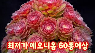 💥[최저가 에오니옴 60종이상]너무 예쁘고 착해서 다른말이 필요없어요~♡