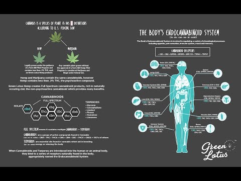 What is the Endocannabinoid System What is the Endocannabinoid System