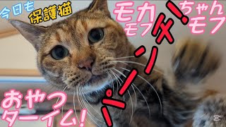 私にだけなつかない保護猫モカちゃんシャー！ウーパーンチ！のモフモフ猫じゃらしおやつタイム😸2024/12/14【保護猫なつくまで】