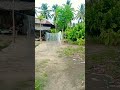 tempat libur paling murah dan tenang ya...di kebun. shortvideo liburandikebun kebunsendiri