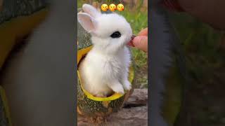 So cute bunny😘🥰2023#cuteanimals #cutebunny#ytshorts #shorts