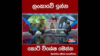 ලංකාවේ ඉන්න කොටි විශේෂ මෙන්න...