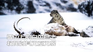 它是雪山上的白色隐士，可以趴在雪里整夜不动，牧民对其又爱又恨