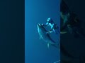 dragged to surface by giant tuna freediving spearfishing fishing tunafish