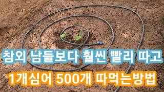 참외 1개심어 500개 따고남들보다 훨씬 빨리 따먹는 방법 참외 재배방법,참외순치는법 솔림농원 비닐하우스 텃밭,관수,관주 주말농장 텃밭 귀농귀촌 참외심는시기 간격 참외