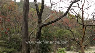 Rajaji National Park, Uttarakhand