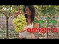 ARRA SUGAR DROP (ARRA 30) in Puglia Italy