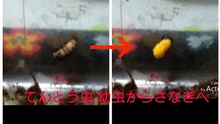 てんとう虫 幼虫からさなぎになる瞬間！