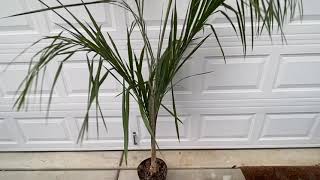 $29 Giant Queen Palm score at nursery