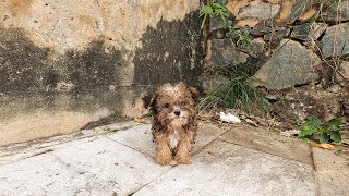 The abandoned puppy shivered and cried in the cold wind!  I adopted it.💖💖