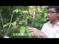 國立苗栗農工 mlaivs 魚木 植物解說