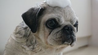 お風呂嫌いのパグ！洗ってみた！Wash the Pug