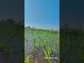 ઘઉં માં પાણી હો 😍🌾 watering wheat plants 🌾