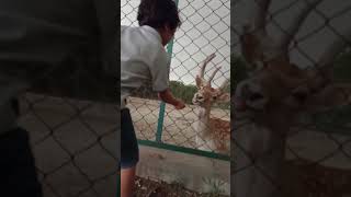 Hungry Deer asking for food