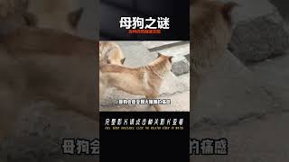 老母狗和公狗交配，母狗明明疼的厲害瘋狂亂叫，但為何還癡迷交配 #奇闻