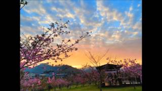 南投賞櫻花秘境-小半天石馬公園-粉嫩河津櫻-縮時攝影