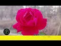 surah yaseen surah yaseen with urdu translation episode 105