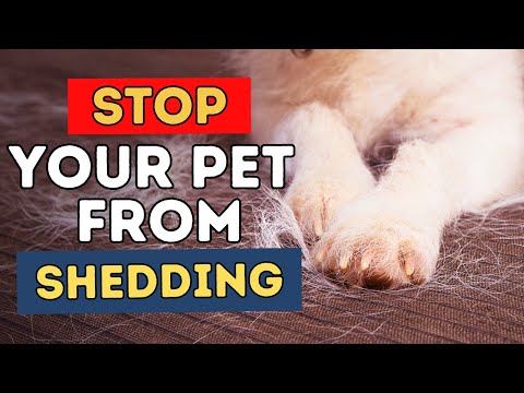7 Tips To Stop Your Pet From Shedding 7 Tips To Stop Your Pet From Shedding
