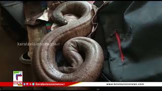 ഇരുതലമൂരിയുമായി രണ്ടുപേര്‍ പിടിയില്‍ | Snake Smuggle