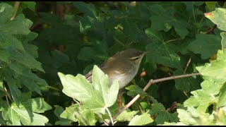 Arctic warbler (also calling) - Noordse boszanger (ook roepend)