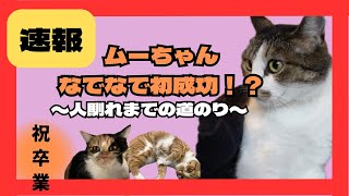 【速報】猫パンチ炸裂のムーちゃん、ナデナデ初成功！？人なれまでの道のりに密着