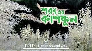 শরৎ এর কাশফুল - The natural beauty of Autumn Casful in Bangladesh  - Green Lens