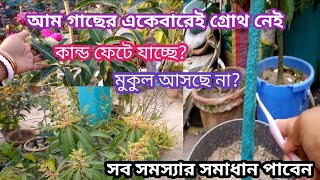 আম গাছের বৃদ্ধি নেই, তার সাথে গাছ শুকিয়ে যাচ্ছে ও কান্ড ফেটে যাচ্ছে? সমাধান এক নিমেষেই। আম গাছ🥭🥭