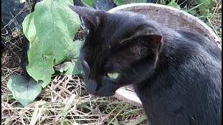 【野良猫親子】母猫クロと一緒に家庭菜園で野菜を収穫しました　cat family