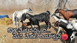 క్రాసింగ్ కోసం మేక పోతును తీసుకొచ్చాను.... My Farms / Goat Farming