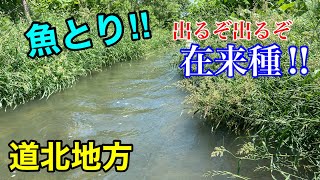 北海道らしい在来種だらけの水路で魚とり！【ガサガサ】