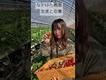 妻と朝の収穫 いちご狩り 熊本 山都町 のんびり レジャー 美味しいホームページからどうぞ！https nakahata nouen.com