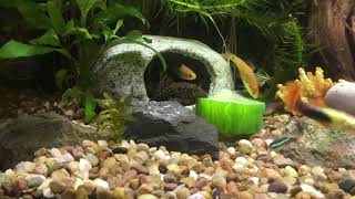 Pleco Eating Cucumber