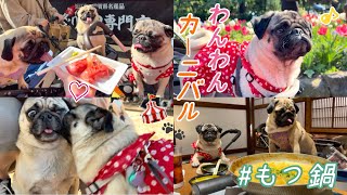 【西麻布】わんこともつ鍋🐶🍲わんわんカーニバル🎪代々木公園ドッグラン🐾パグ大集合🥰#パグ #pug #いぬ #animal #dog #ペット可 #犬のいる暮らし #わんこ #鼻ぺちゃ