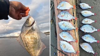 Non-stop Redtail Surfperch Fishing 02/09/2025: How to Read Wave \u0026 Find the Best Beach Structure