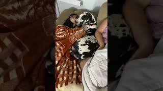 Luna the Dane trying to wake up her boy