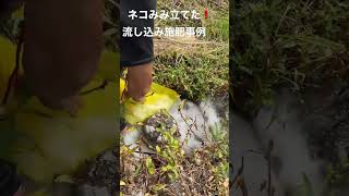 『ネコみみ立てた❗️』流し込み込み施肥の様子です🌾