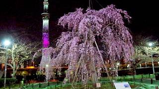 東京スカイツリー　ライトアップ 桜 舞　2018　隅田公園　しだれ桜　千年桜　（三春滝桜の子孫樹）