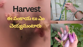 Harvest vegetables 🍆🍆#gardening #organic 💐💐