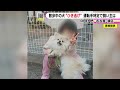 目の前で愛犬ポメラニアンはねられる…6歳女の子が心に負った深い傷 母親「犯人捕まっても解決にならない」